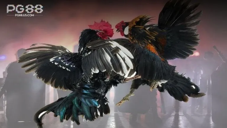 Tổng quan đá gà PG88